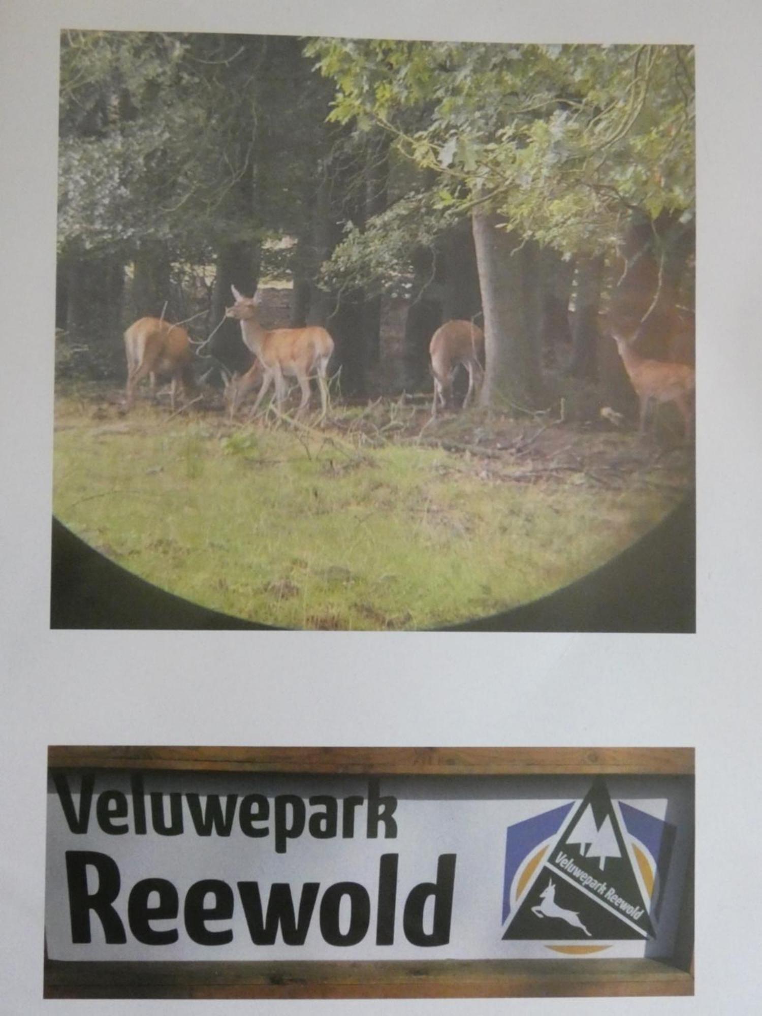 Veluwepark Reewold #Chalet Buizerd# Tussen Het Bosrijke Putten En Garderen מראה חיצוני תמונה