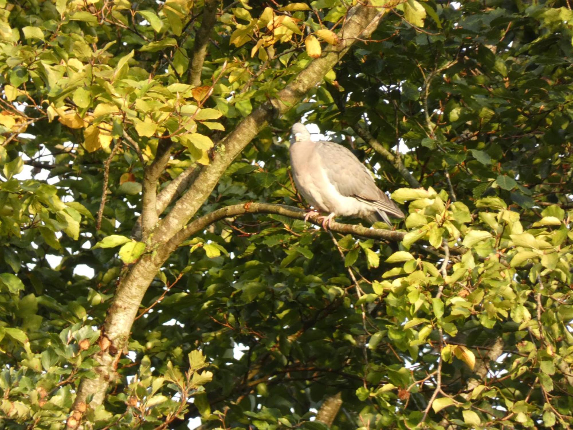 Veluwepark Reewold #Chalet Buizerd# Tussen Het Bosrijke Putten En Garderen מראה חיצוני תמונה